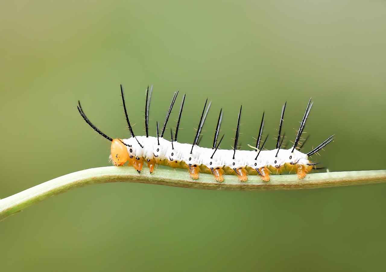 Evcil Hayvan Sahipleri İçin En İyi Nevresim Markaları