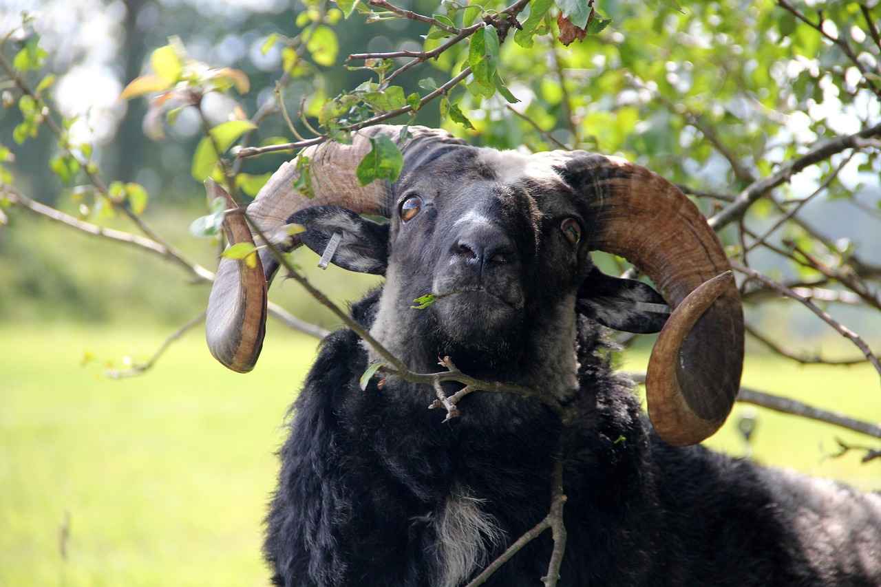 6. Fiyat Aralıkları ve Bütçe Dostu Seçenekler