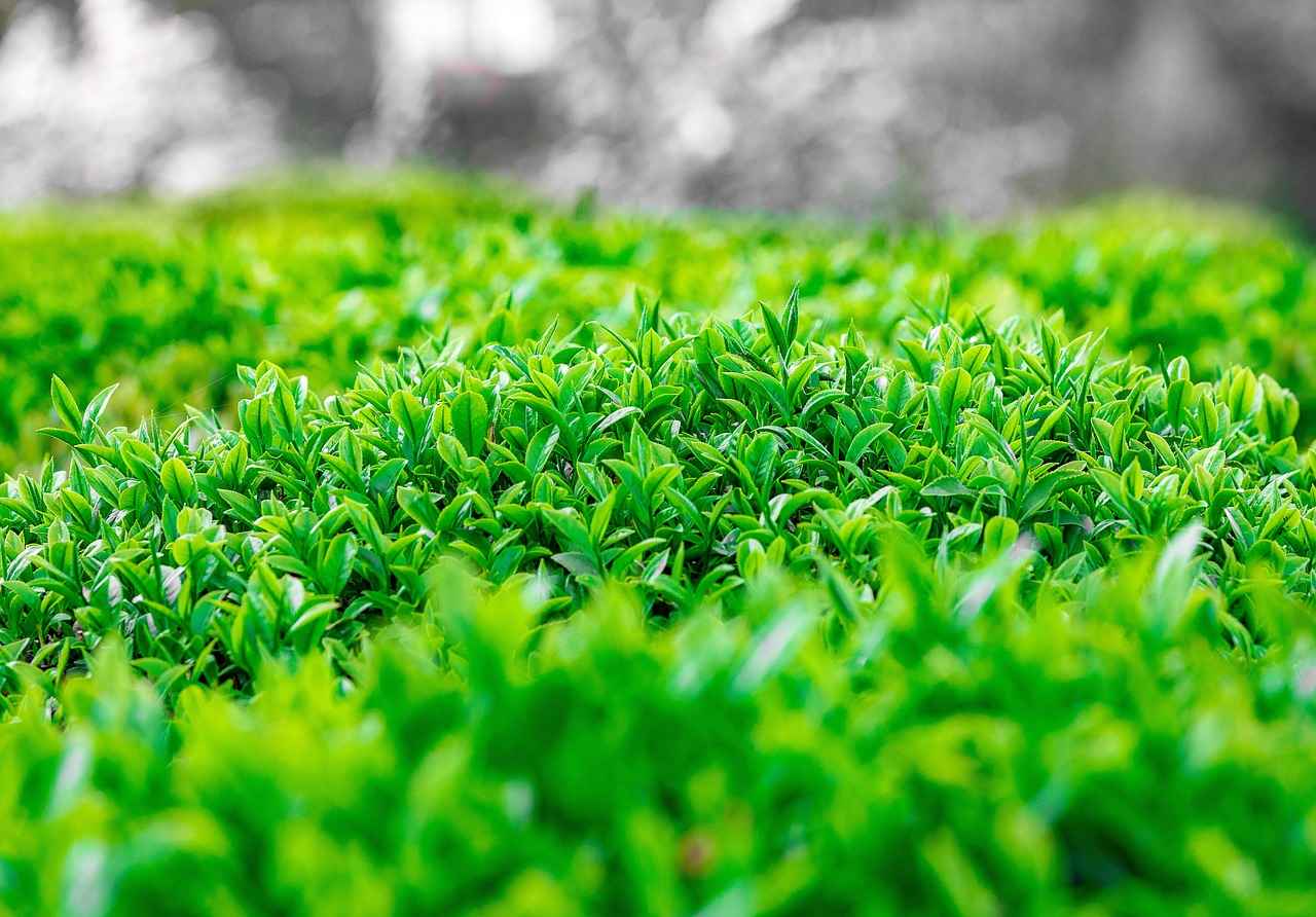 Yatak Odanızda Renk Seçimi