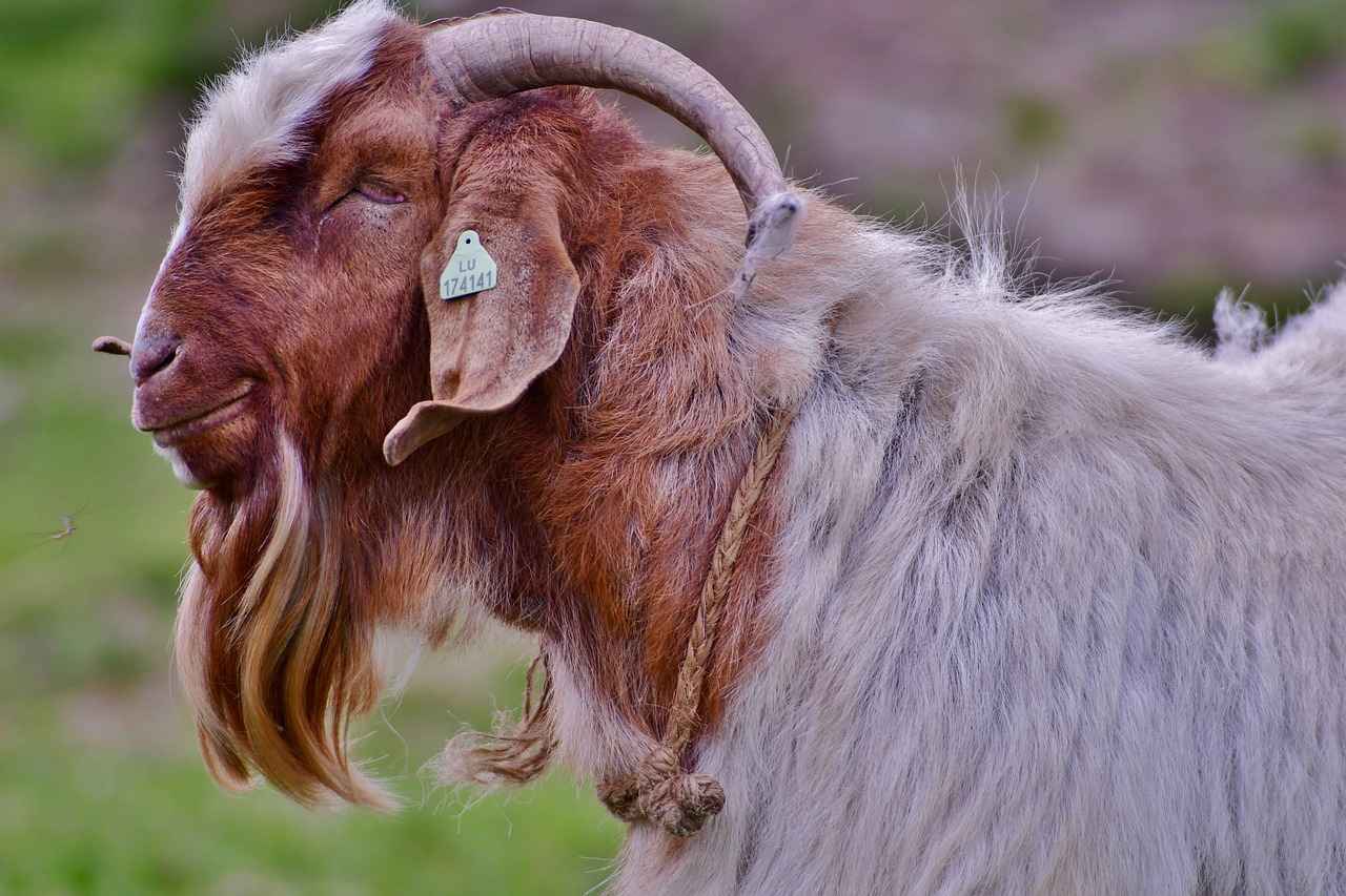 9. Misafirlerin Geri Bildirimleri