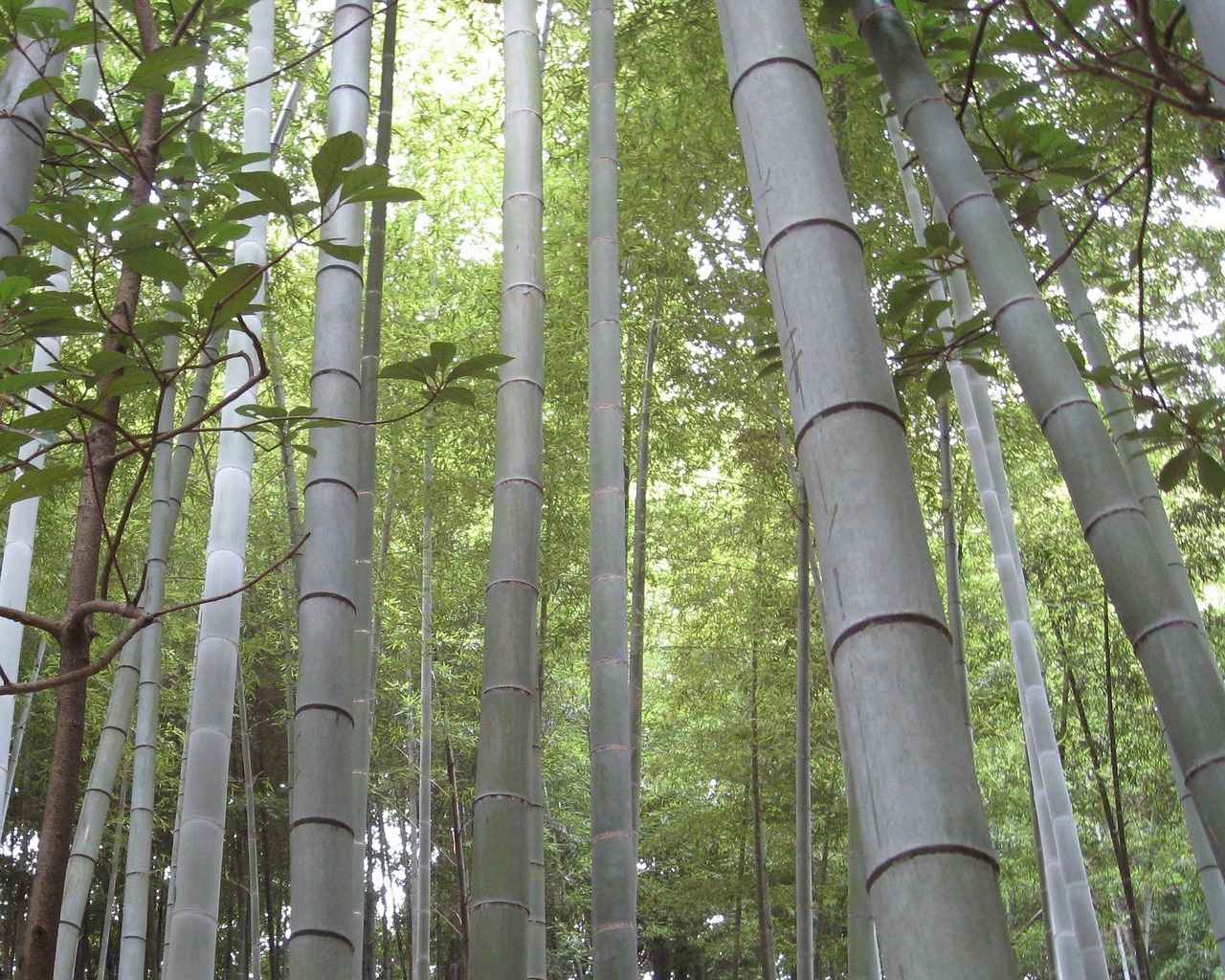 Bamboo: The Eco-Friendly Choice