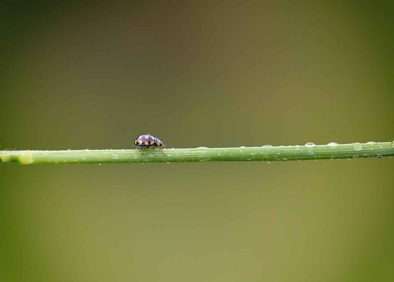 4. Hayvan Desenli Nevresimler