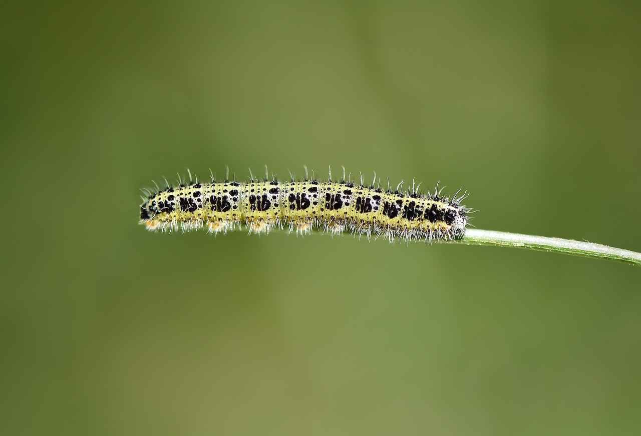 3. Doğa Temalı Desenler