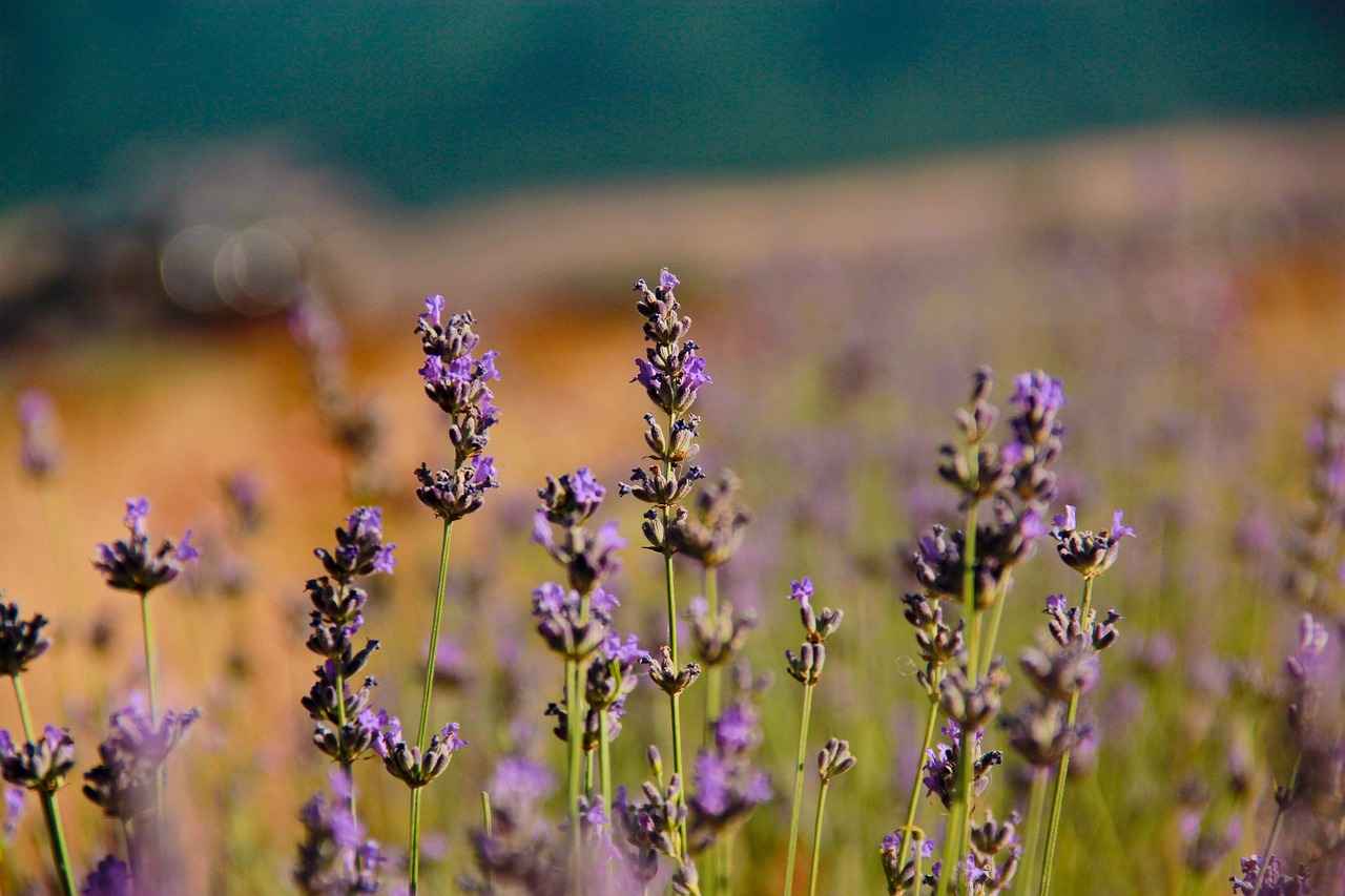 Çiçekli Nevresim Modellerinin Popülaritesi