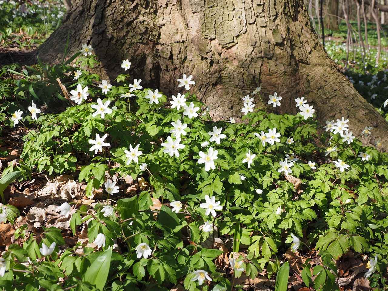 8. Nevresim Takımlarının Malzemeleri