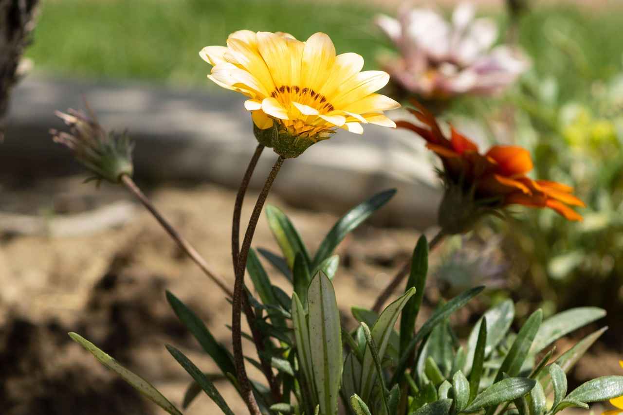 5. Yaz Temalı Nevresim Tasarımları